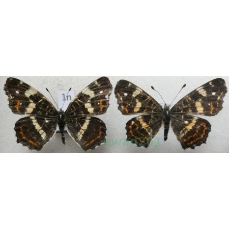 Araschnia levana (Linnaeus, 1758) pair form Rusałka kratkowiec Poland1n